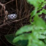 Generic Blue Cardboard Jewelry Box Gold Detail Generic Blue Cardboard Jewelry Box Gold Detail