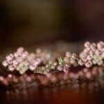 Exquisite craftsmanship of Pandora Jewelry elevates it to the finest jewelry category